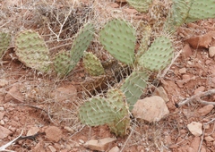 Opuntia pinkavae