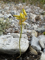 Albuca cooperi