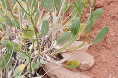 Eriogonum thompsoniae