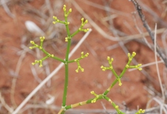 Eriogonum thompsoniae