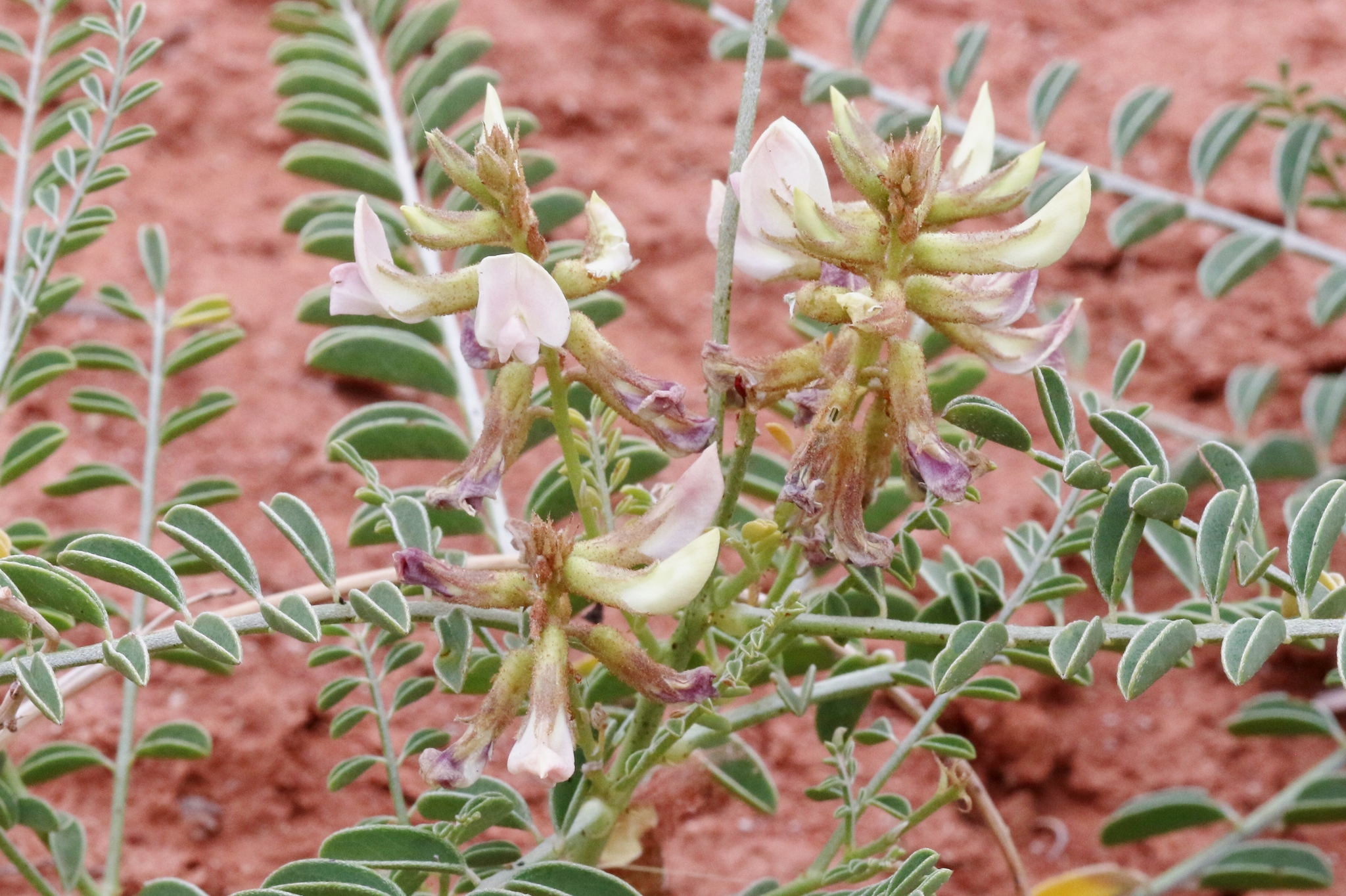 Peteria thompsoniae S.Watson