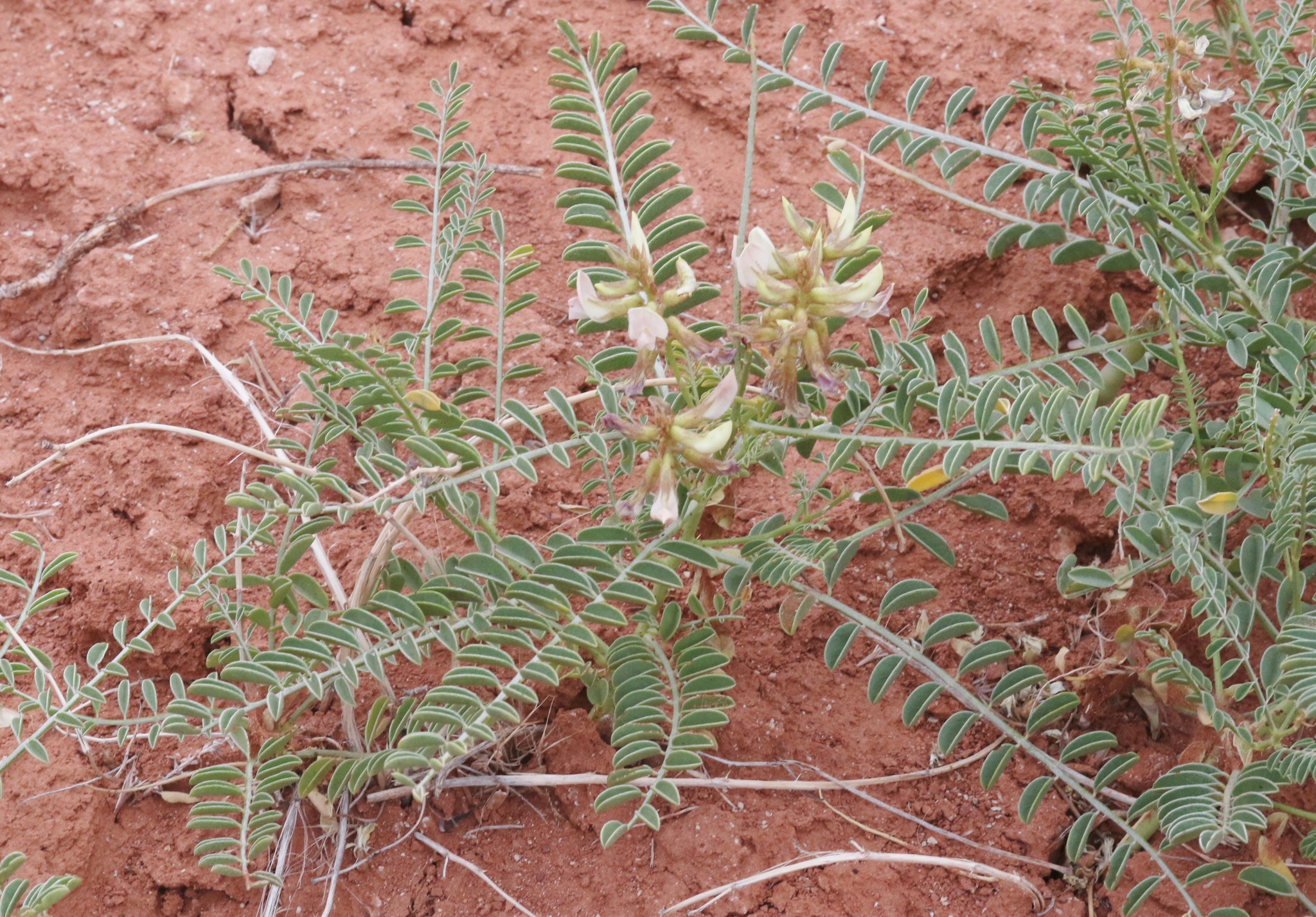 Peteria thompsoniae S.Watson