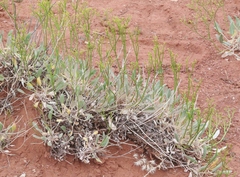 Eriogonum thompsoniae