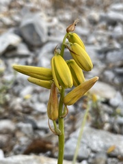 Albuca cooperi