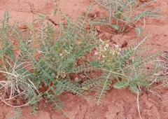 Peteria thompsoniae