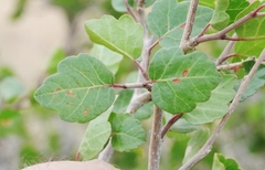Rhus aromatica simplicifolia