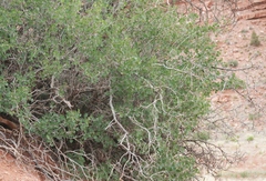 Rhus aromatica simplicifolia