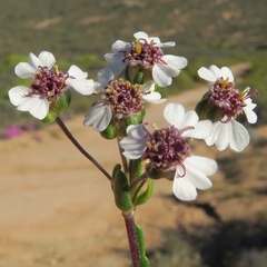 Eriocephalus pedicellaris