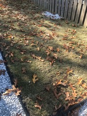 Zoysia matrella