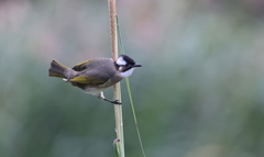 Pycnonotus sinensis formosae
