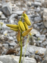 Albuca cooperi