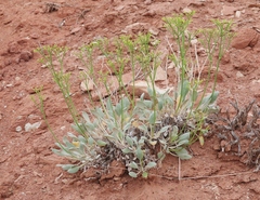 Eriogonum thompsoniae