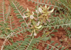 Peteria thompsoniae
