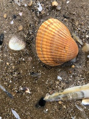 Cerastoderma edule