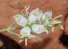 Frasera albomarginata