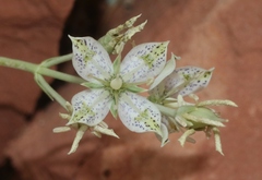 Frasera albomarginata