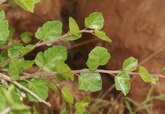 Rhus aromatica simplicifolia