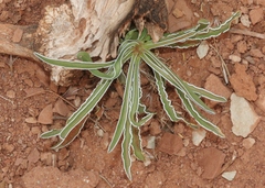 Frasera albomarginata