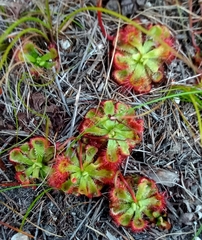 Drosera xerophila