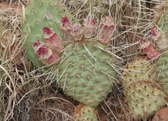 Opuntia pinkavae