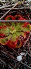 Drosera xerophila