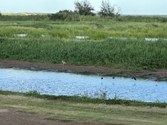 Himantopus mexicanus knudseni