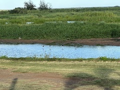 Himantopus mexicanus knudseni