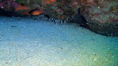 Telmatactis cricoides