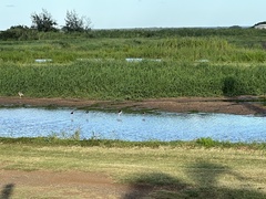 Himantopus mexicanus knudseni