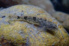 Cottus