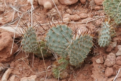Opuntia pinkavae