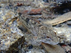 Cottus