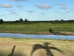 Himantopus mexicanus knudseni