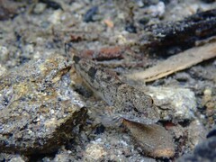 Cottus