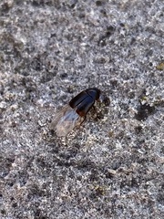 Olophrum obtectum