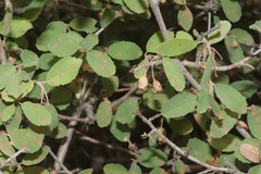 Amelanchier utahensis