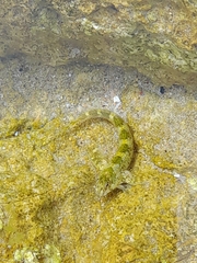Coryphoblennius galerita