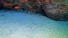 Telmatactis cricoides