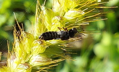 Staphylinidae
