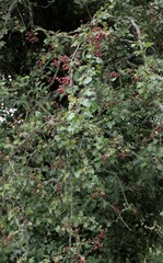 Crataegus monogyna