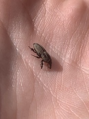 Sphenophorus compressirostris