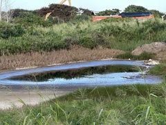 Himantopus mexicanus knudseni