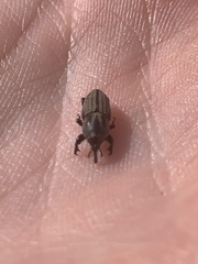 Sphenophorus compressirostris