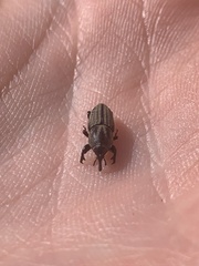 Sphenophorus compressirostris