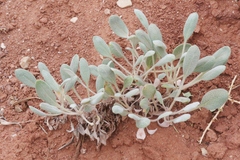 Eriogonum thompsoniae