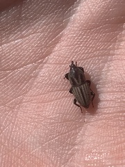 Sphenophorus compressirostris