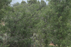 Quercus gambelii