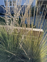 Muhlenbergia rigens