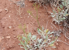 Eriogonum thompsoniae