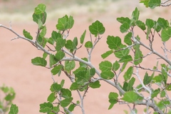 Rhus aromatica simplicifolia